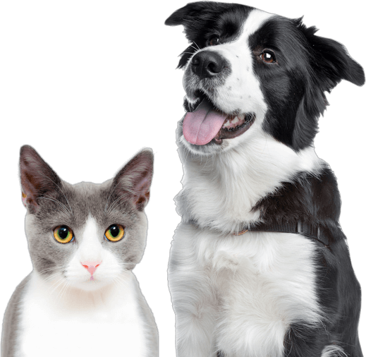 56 Best Images Pet Insurance Companies In Az : Best Pet Insurance Companies