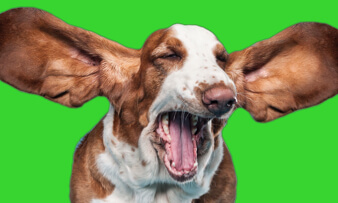 Why do dogs sneeze?